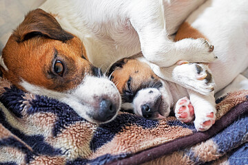 female Jack Russell Terrier lies with her sleeping puppy on a blanket. home comfort. motherhood....