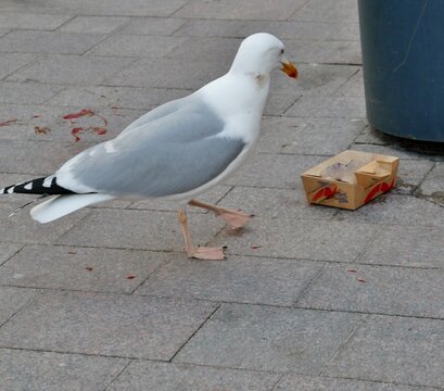 M&ouml;we pickt M&uuml;ll in Fu&szlig;g&auml;ngerpassage in Flensburg