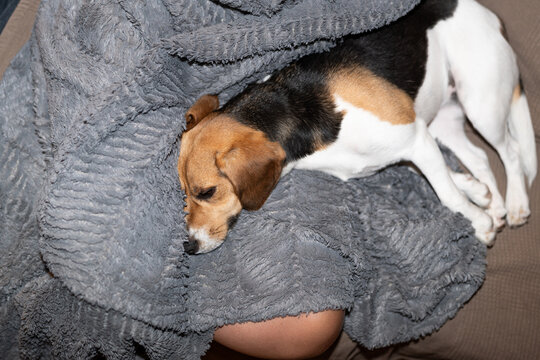 Tired dog lying on its owner legs.