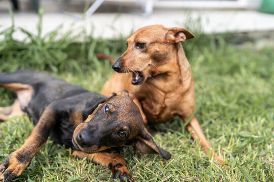 Dogs playing together.