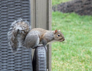 Eastern Gray Squirrel on Wicker Arm Rest