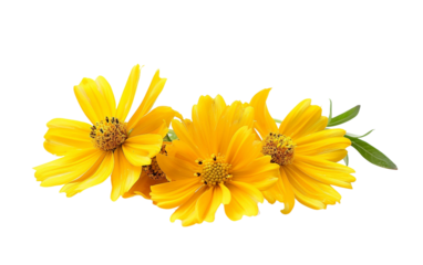 Yellow Coreopsis Blossoms with Daisy Like Petals Isolated on Transparent Background PNG.