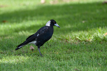 Le cassican flûteur (Australian Magpie / Gymnorhina tibicen). Vu de profil de l'oiseau à la...