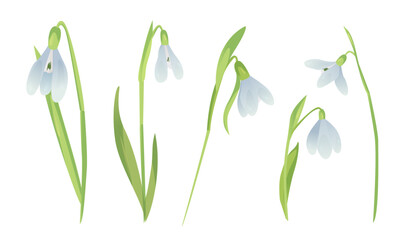 Fototapeta na wymiar First spring flowers. Delicate flowers of snowdrops for your desig,card, postcard, cover, invitation, wedding . International Women's Day 8 March. Floral spring background of spring flowers snowdrops.