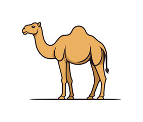 camel with good quality and design