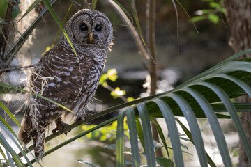 Adult barred owl perched on a palm frond in Florida looking directly at the camera in the soft...