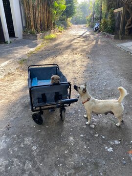 UGC. puppies with a pet stroller