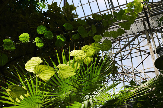 palm greenhouse