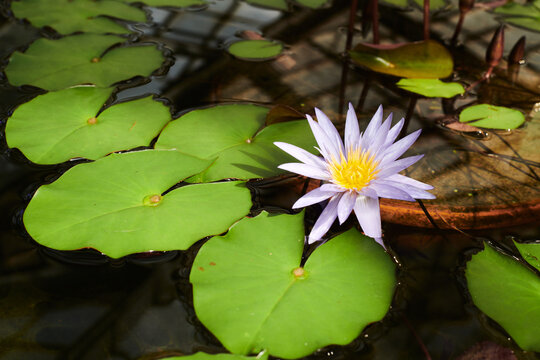 aquatic plant bloom inside the indoor botanical garden greenhouse