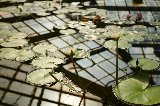 aquatic plant bloom inside the indoor botanical garden greenhouse