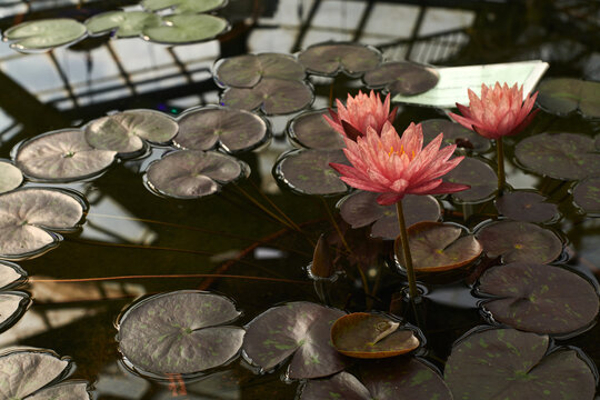 aquatic plant bloom inside the indoor botanical garden greenhouse