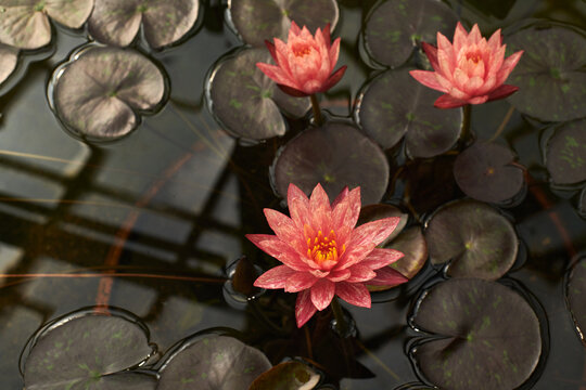 aquatic plant bloom inside the indoor botanical garden greenhouse