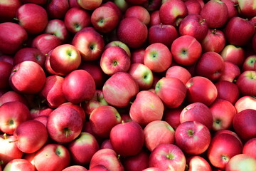 Ripe red apples in an apple crate, harvest crate after harvest in autumn in South Tyrol, banner and background texture