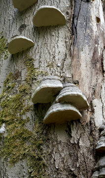 Dying tree with fungus