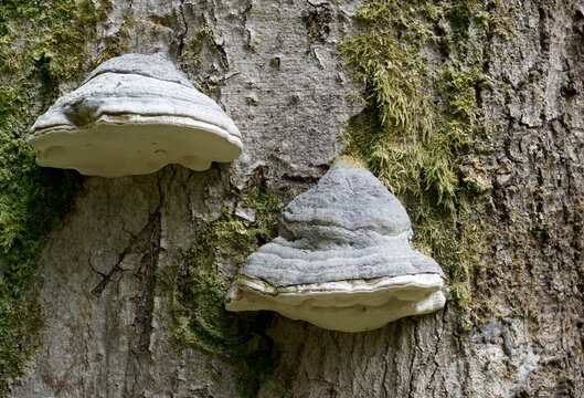 tinder fungus on a dead tree