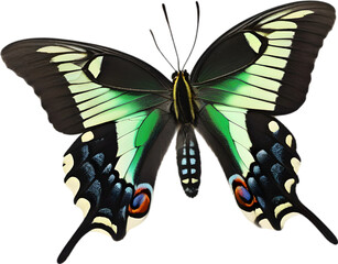 Colorful and elegant butterfly image.