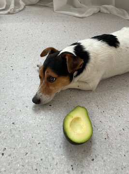 Dog And Avocado 
