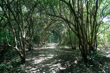Bosque Patagónico IV