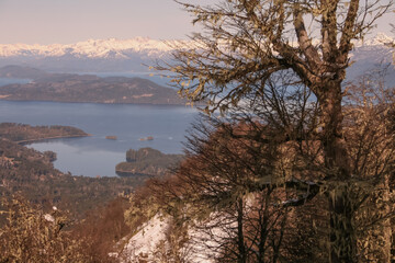 Bosque Patagónico II