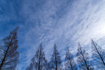 並木と青空