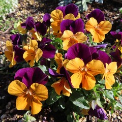 早春にビオラの黄色と紫色の花が咲いています