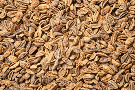 Phacelia seeds
