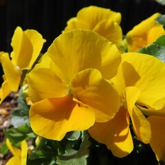 Obraz na płótnie Canvas 早春にビオラの黄色の花が咲いています