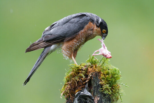 Wild eurasian sparrowhawk in scotland.