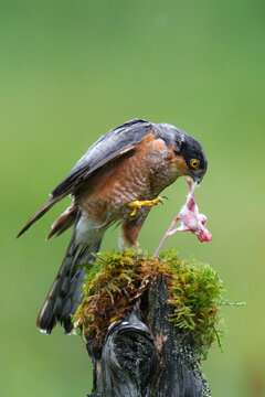 Wild eurasian sparrowhawk in scotland.
