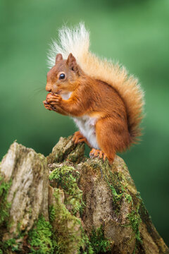 Wild red squirrel in scotland.