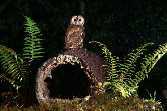 Tawny owl on a hollow tree.
