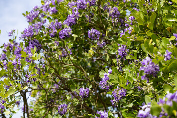 Texas Mountain Laurel