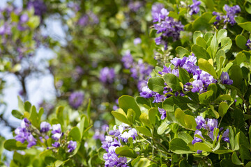 Texas Mountain Laurel