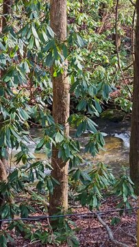 panning footage of the rushing waters of Smith Creek with rocks and lush green trees and plants at Anna Ruby Falls in Helen Georgia USA