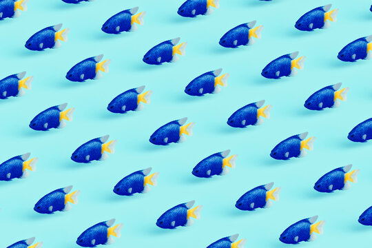 Tropical fish