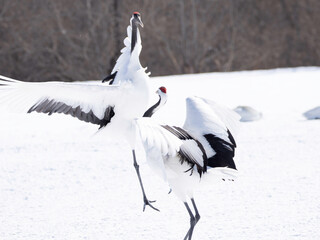 Pair of Red-crowned Cranes dancing