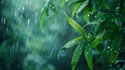 Fototapete Rund water drops on a green bamboo leaf in the bamboo forest, rain in the forest © CHAIYAPHON