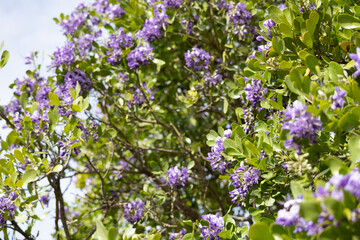 Texas Mountain Laurel