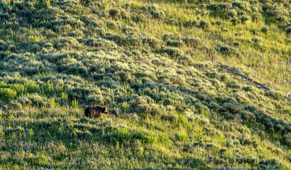 Obraz premium Grizzly Bear On Hillside in Hayden Valley