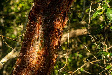Gumbo Limbo Tree In The Shadows Of The Everglades