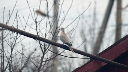 Close-up of a white pigeon sitting on an iron pipe