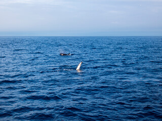 Fototapeta na wymiar Killer Whale at sea in iceland