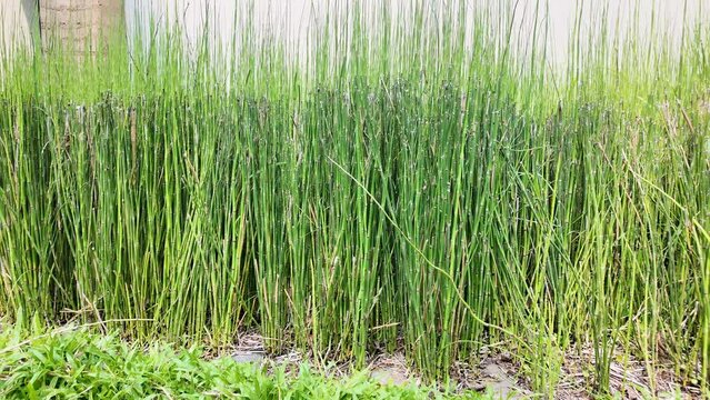 Equisetum hyemale, commonly known as rough horsetail, scouring rush, and in South Africa as snake grass in the green garden
