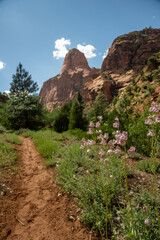 Pink Penstemon Flowers Along the La Verkin Creek Trail in Zion