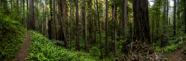 Panorama Of Redwoods In Dark Forest And The Trail That Cuts Through It