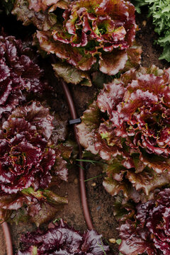 red lettuce 