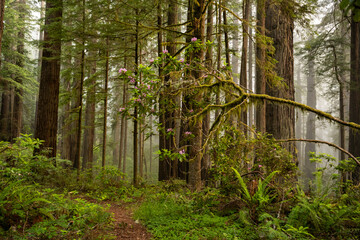 Fototapeta premium Rhododendron Blooms Overhang Trail In Redwood