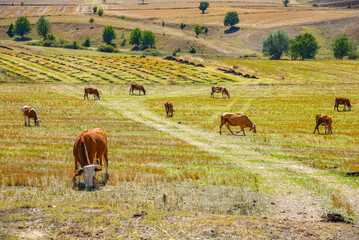 village life cows rooster fields apple trees in the garden tomatoes and village views