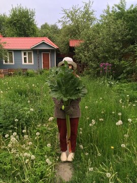 Rhubarb harvest