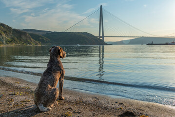 istanbul yavuz sultan selim bridge taken from the beach towards sunset people dogs with blue sea...